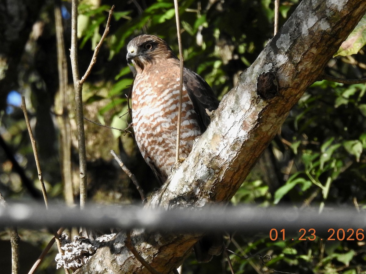 Busardo Aliancho - ML649452925