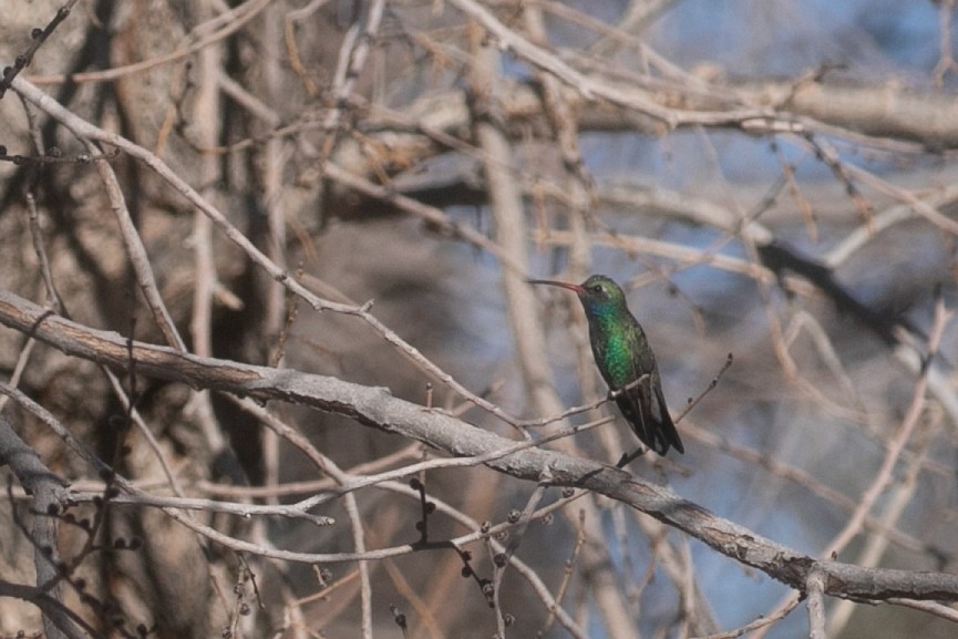 Ширококлювый колибри - ML649453022