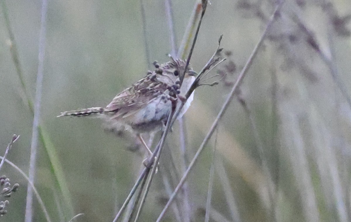 Grass Wren (Pampas) - ML649453145