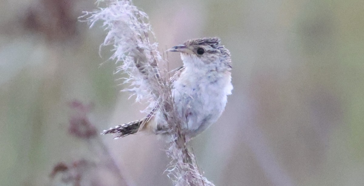Grass Wren (Pampas) - ML649453146