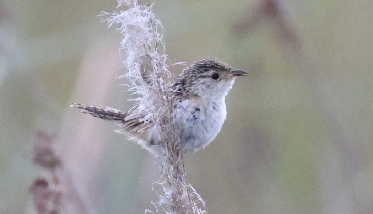 Grass Wren (Pampas) - ML649453148