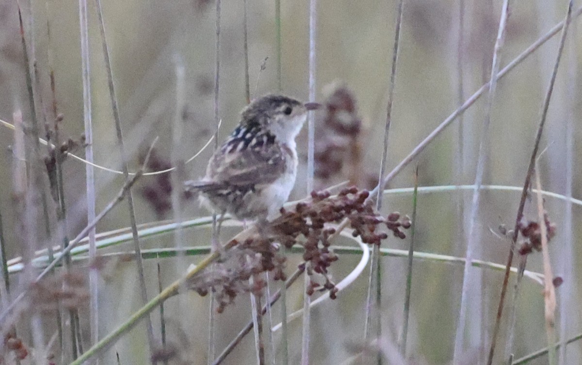 Grass Wren (Pampas) - ML649453149