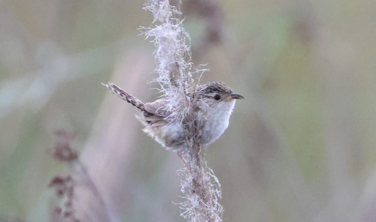 Grass Wren (Pampas) - ML649453150