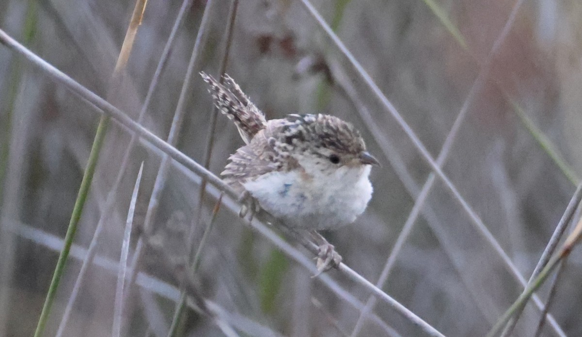 Grass Wren (Pampas) - ML649453151