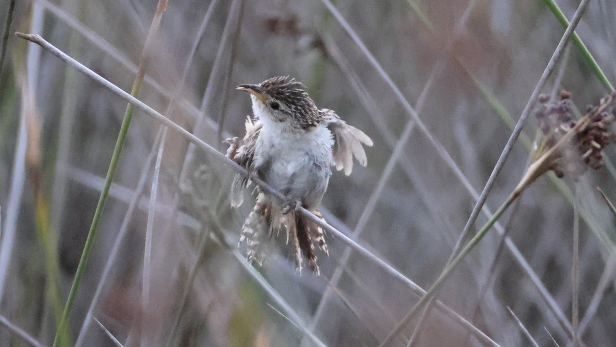 Grass Wren (Pampas) - ML649453152