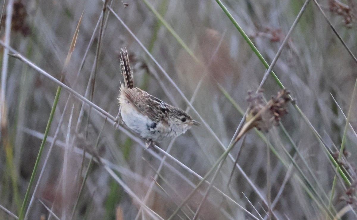 Grass Wren (Pampas) - ML649453153