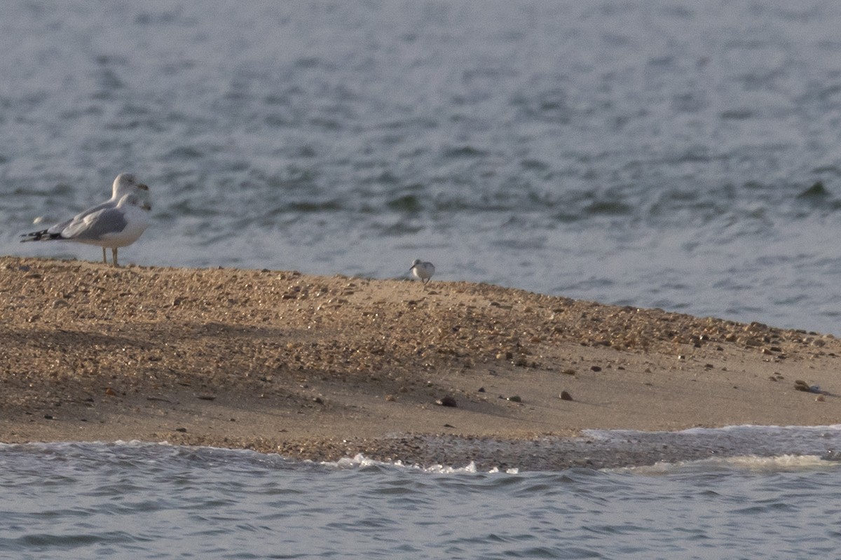 Песчанка - ML649453267