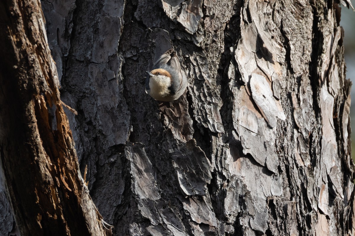 Буроголовый поползень - ML649453276