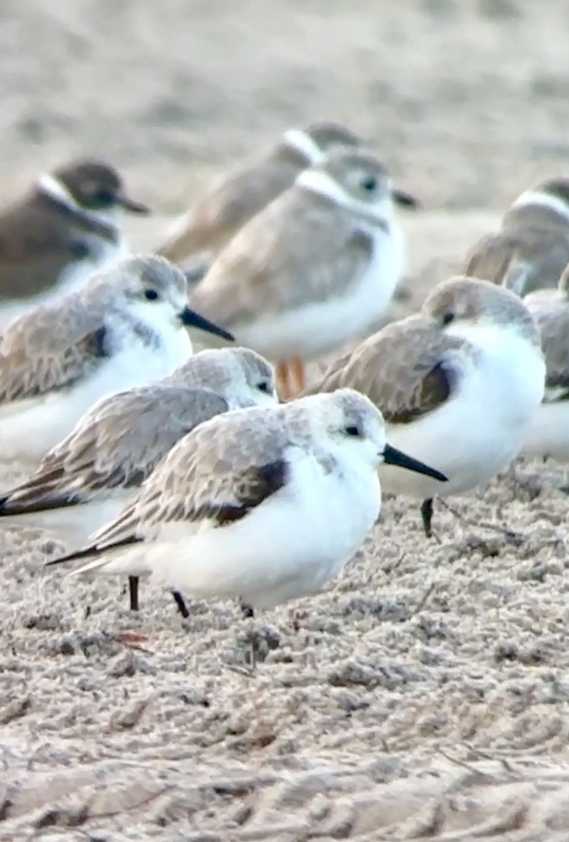 jespák písečný - ML649453689