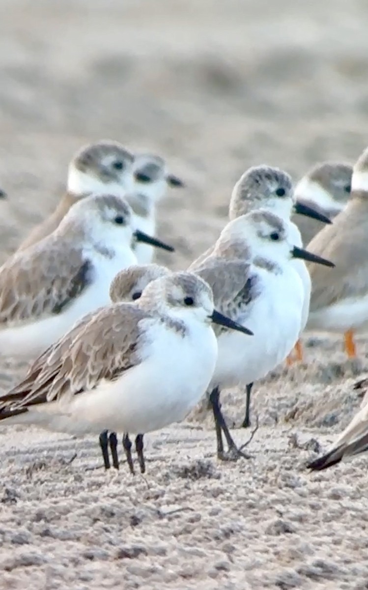 jespák písečný - ML649453690