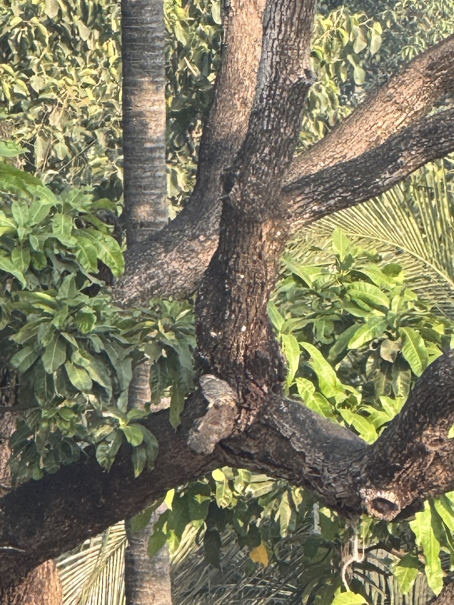 Spotted Owlet - ML649454015