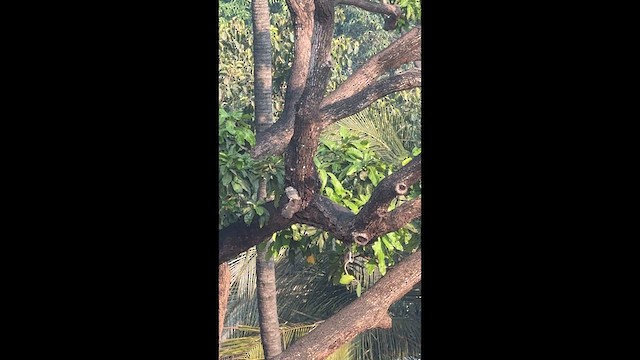 Spotted Owlet - ML649454016