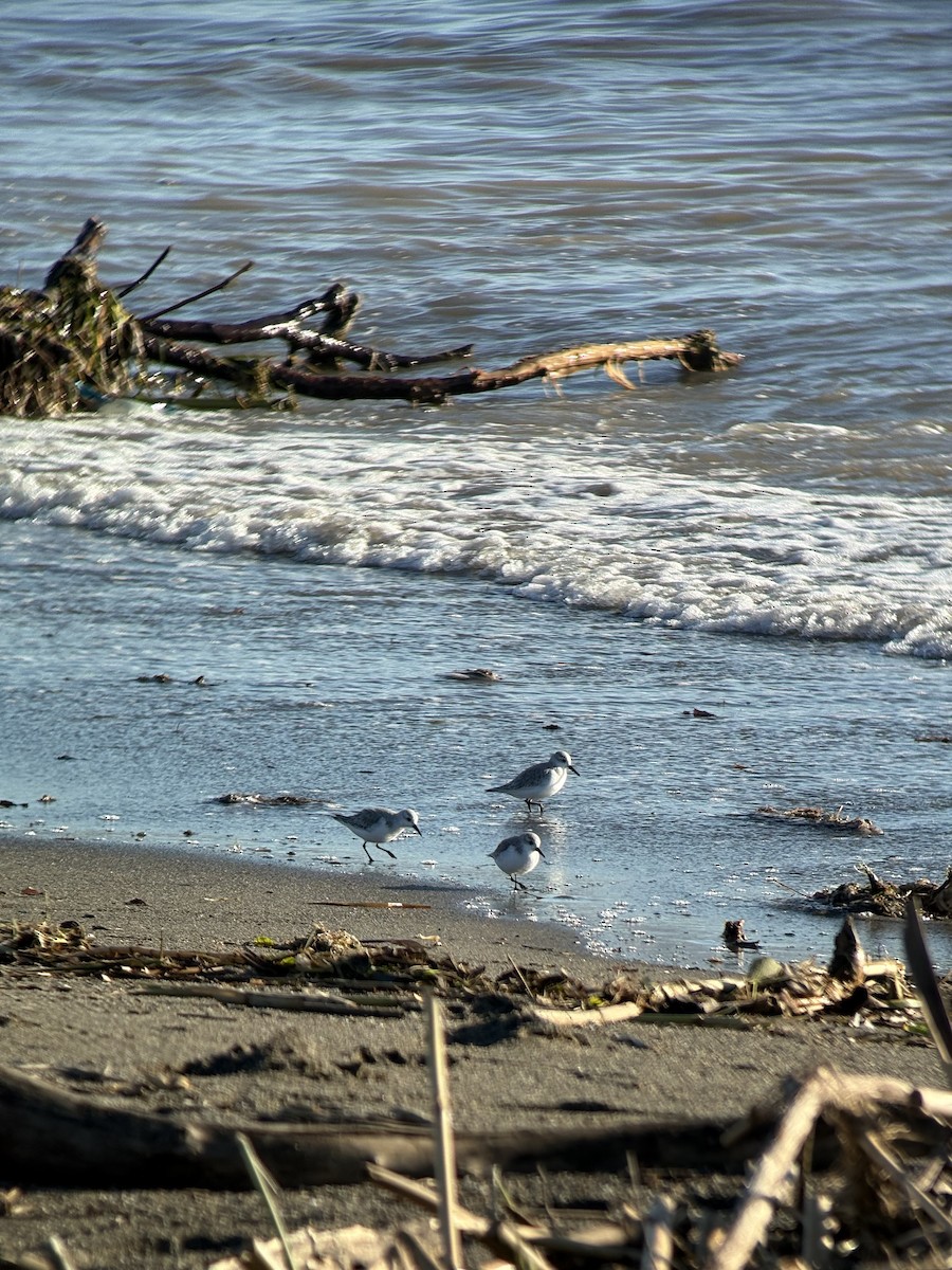 jespák písečný - ML649454558