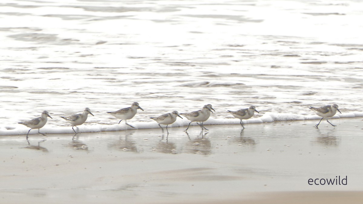 jespák písečný - ML649454790