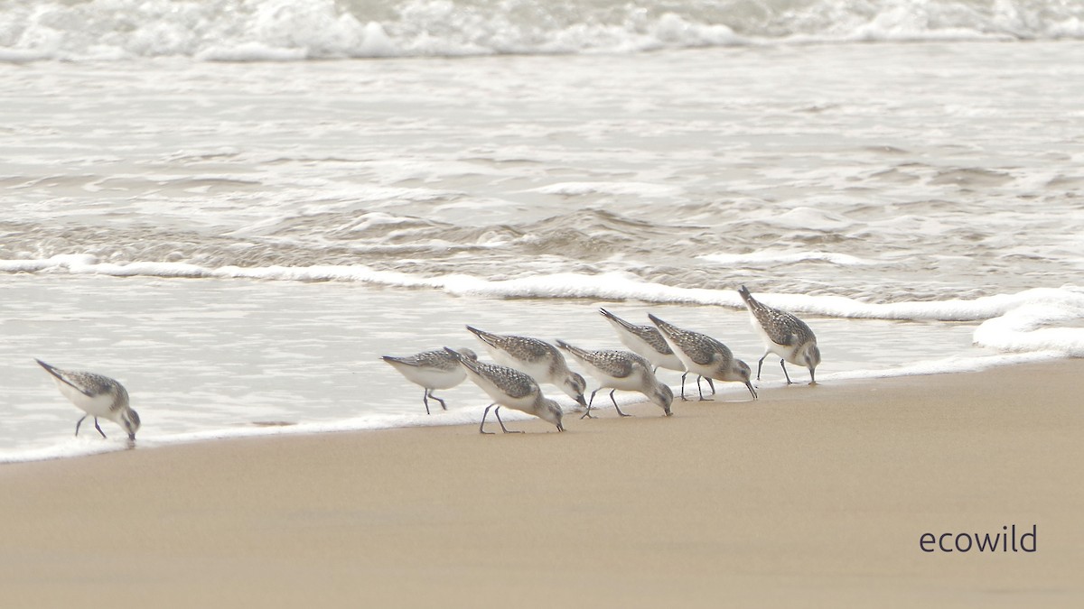 jespák písečný - ML649454799