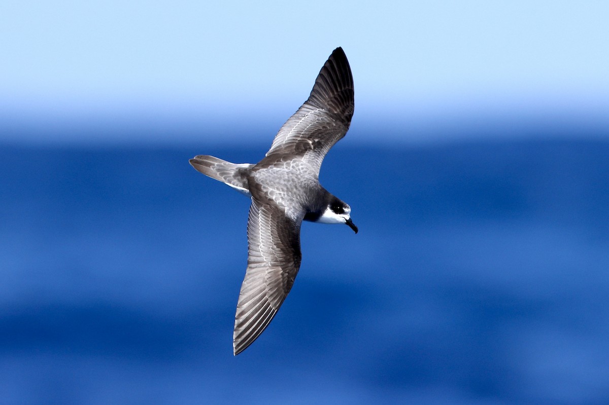 Stejneger's Petrel - ML649455138