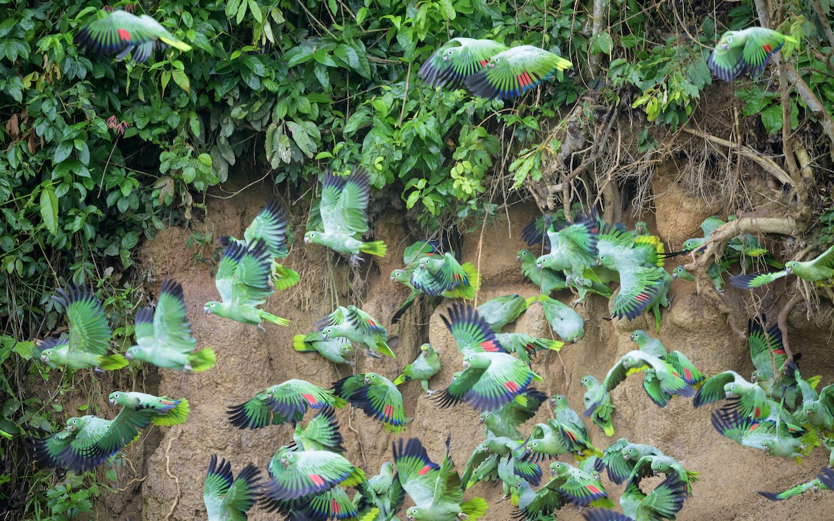 Mealy Amazon - ML649455164