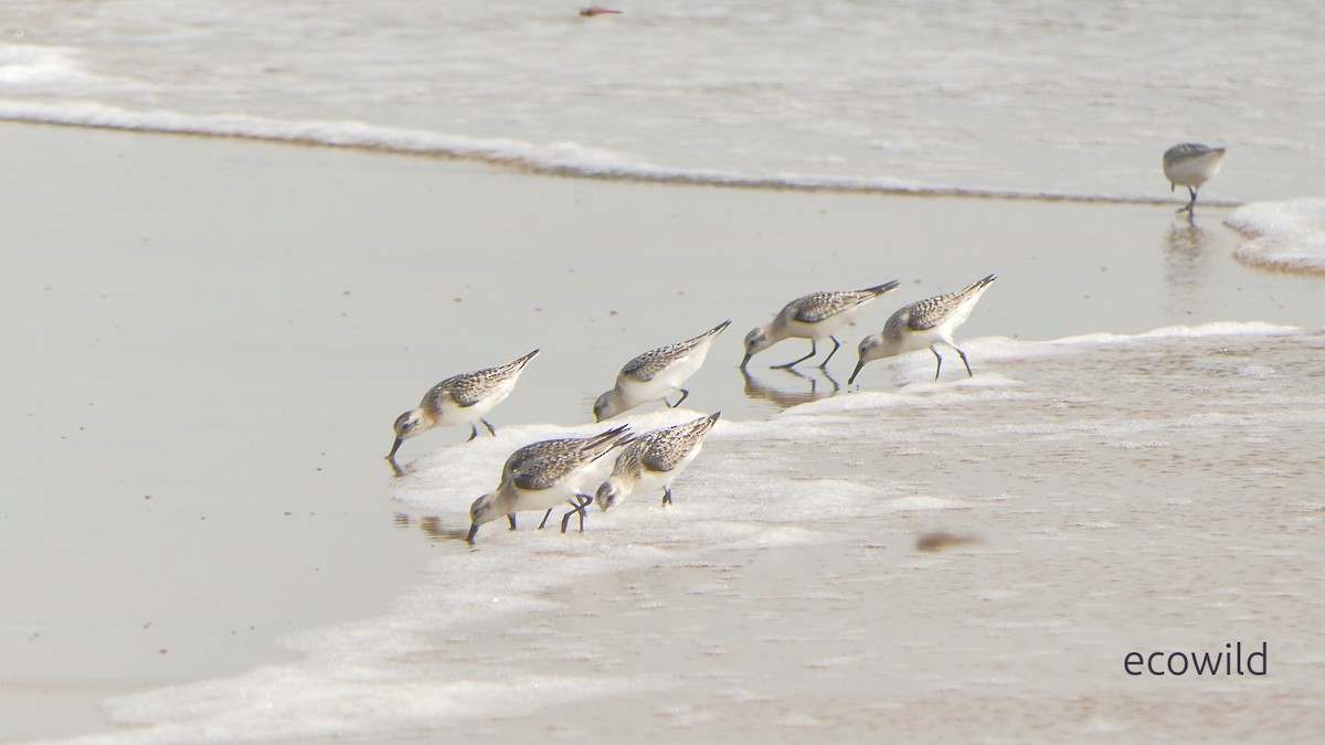 jespák písečný - ML649455236