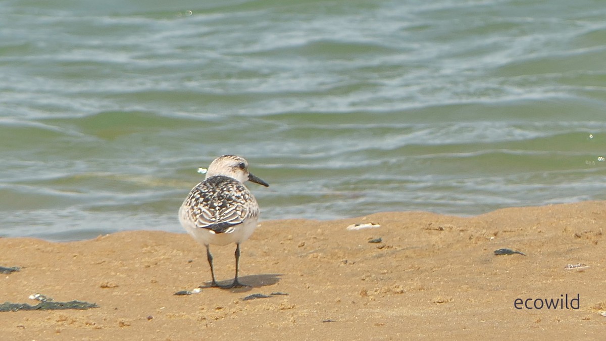 jespák písečný - ML649455242