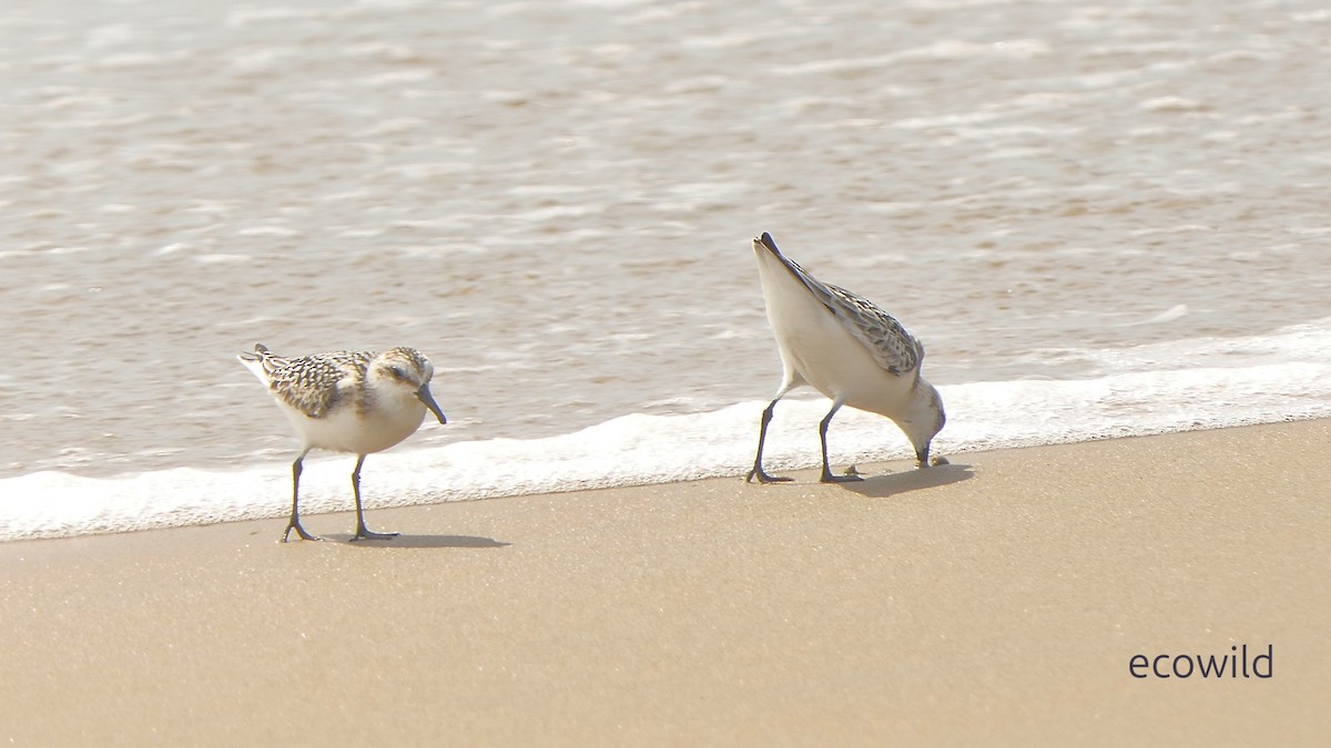 jespák písečný - ML649455245