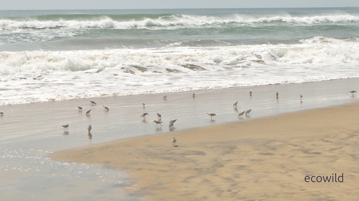 jespák písečný - ML649455247