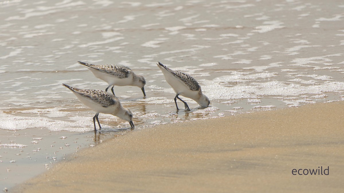 jespák písečný - ML649455255