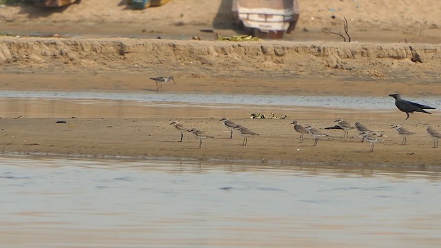 Tibetan Sand-Plover - ML649455332