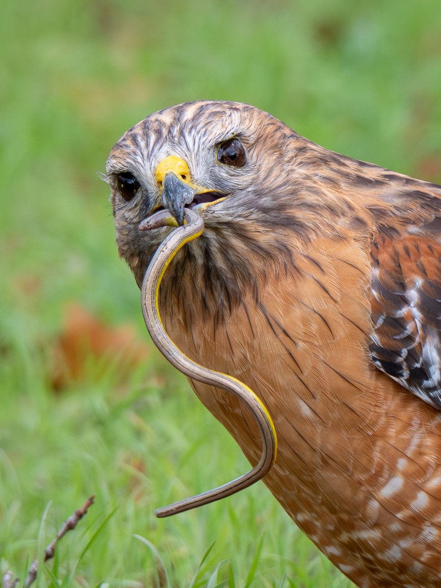 Rotschulterbussard (elegans) - ML649455518