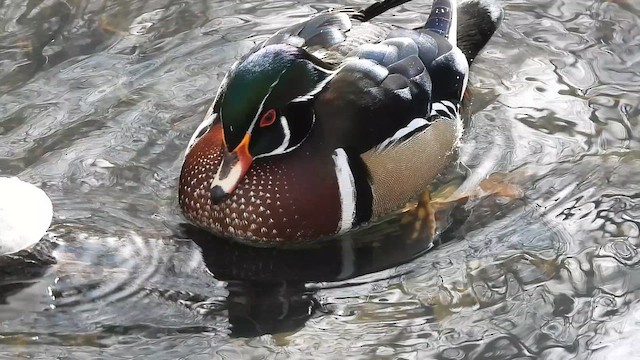 アメリカオシ - ML649455817