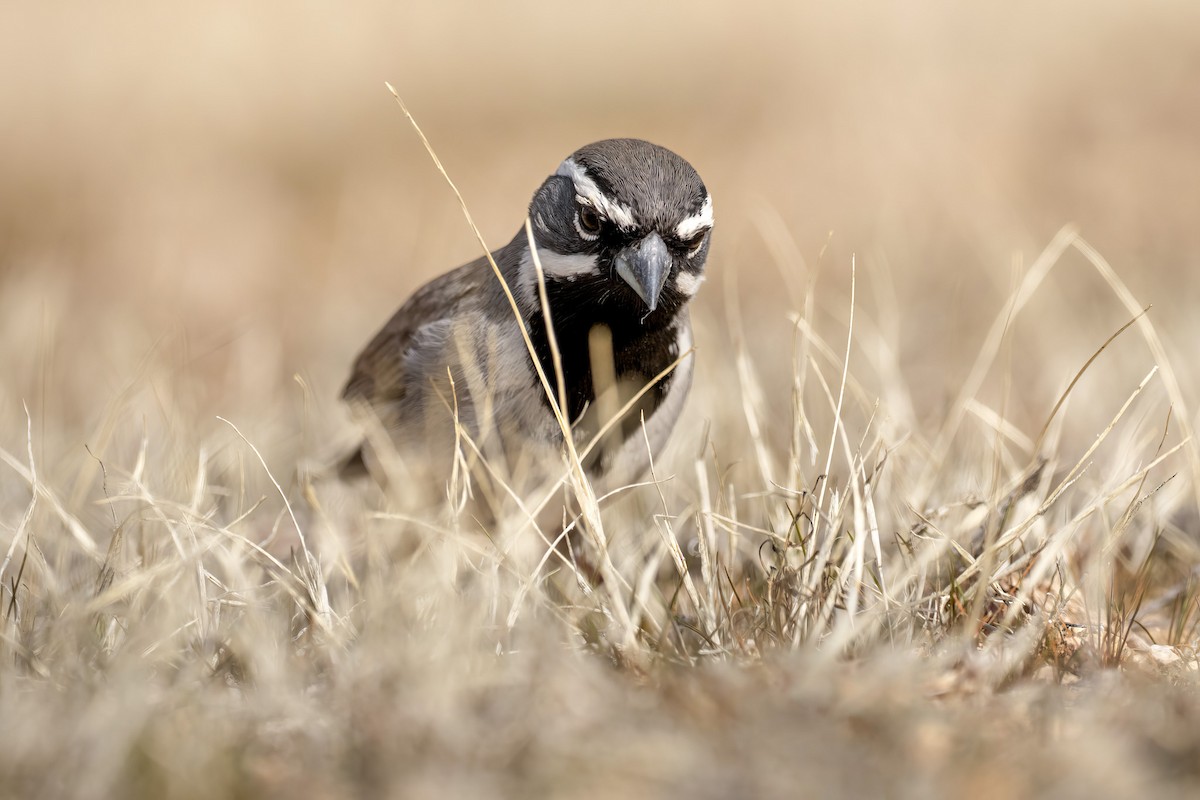 Black-throated Sparrow - ML649456526