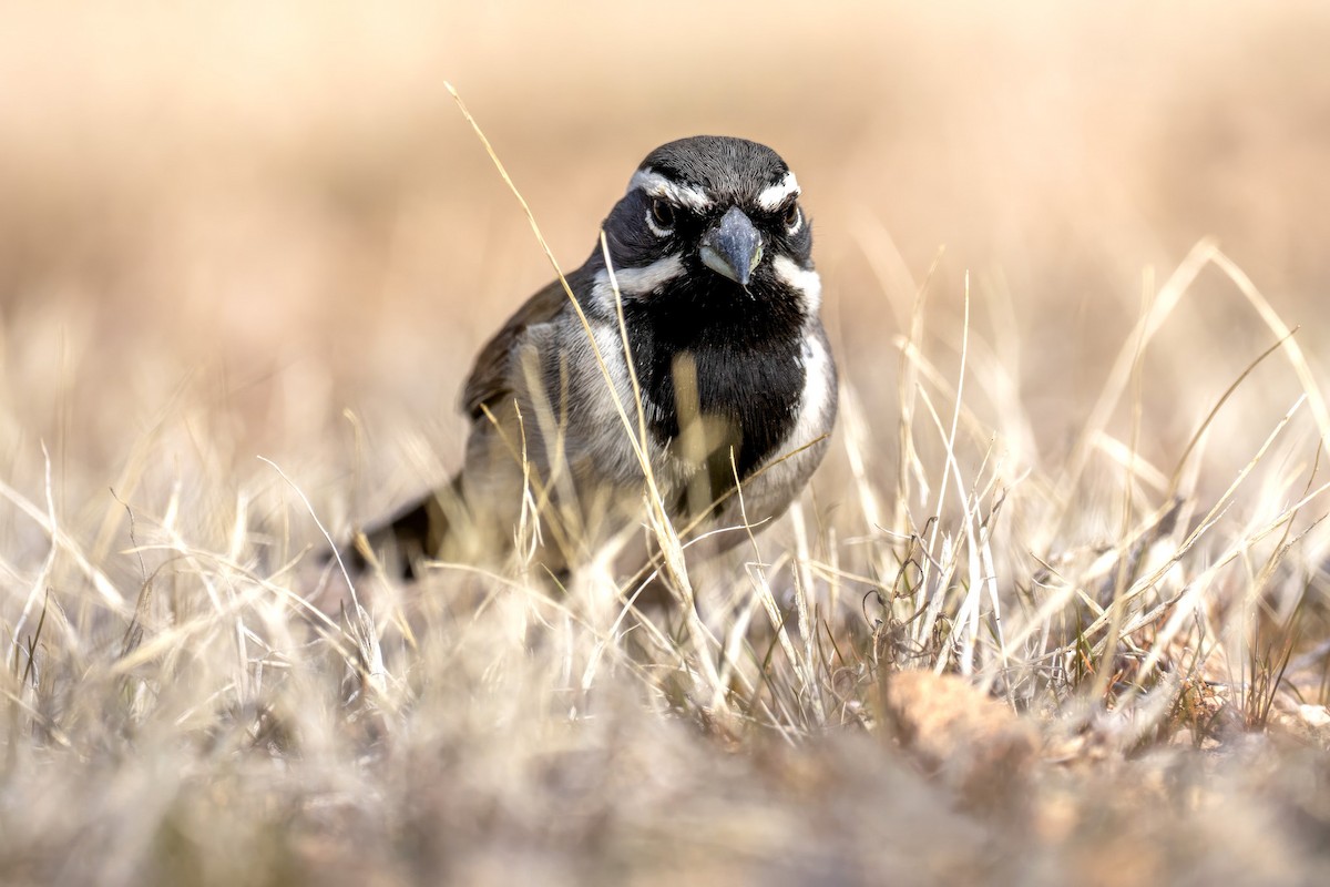 Black-throated Sparrow - ML649456768