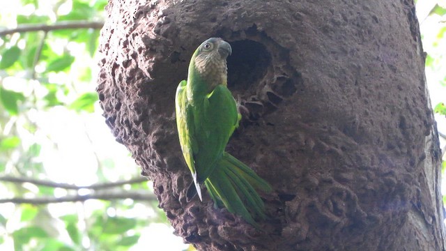 Brown-throated Parakeet - ML649456828