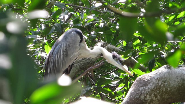 Cocoi Heron - ML649456915