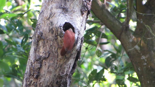 Straight-billed Woodcreeper - ML649456927