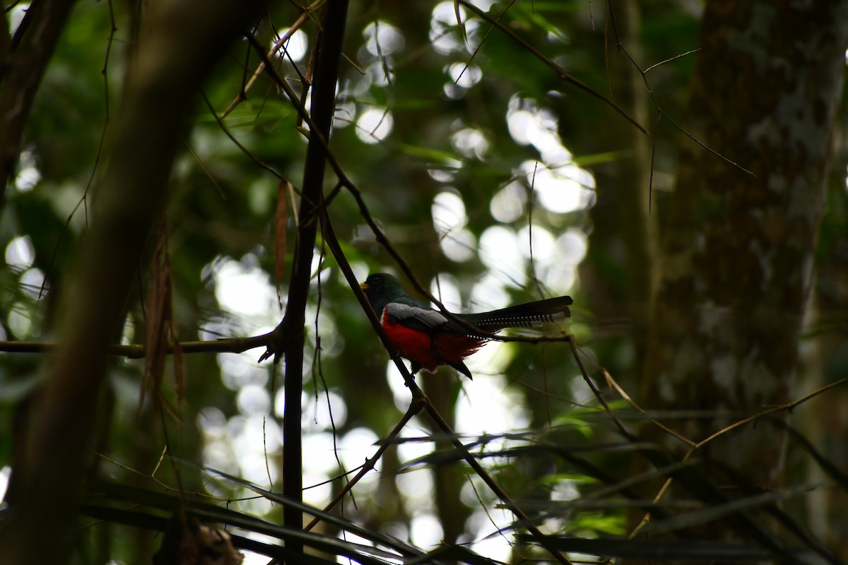 Collared Trogon - ML649456953