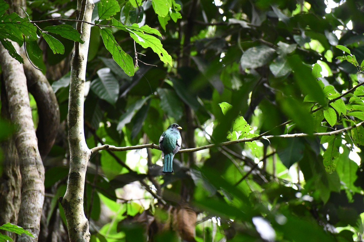 Collared Trogon - ML649456954