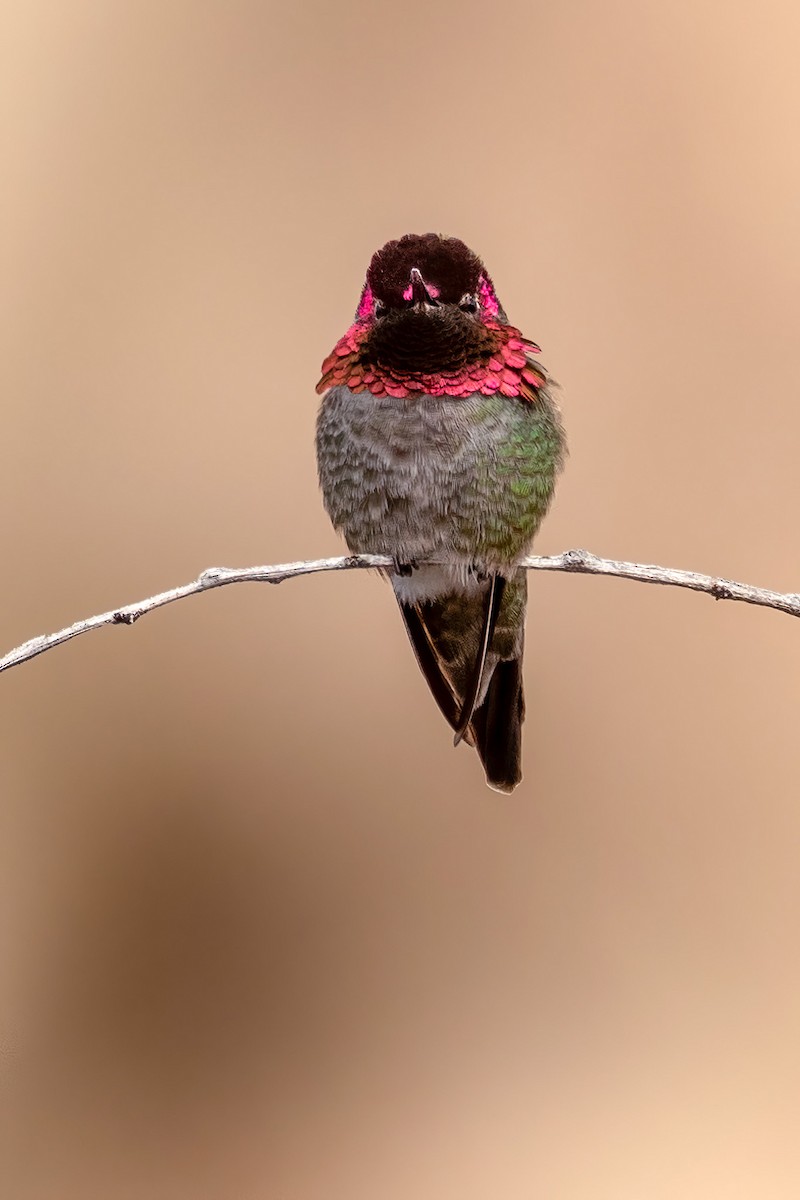 Anna's Hummingbird - ML649457038
