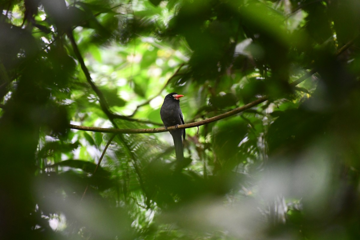 White-fronted Nunbird - ML649457146