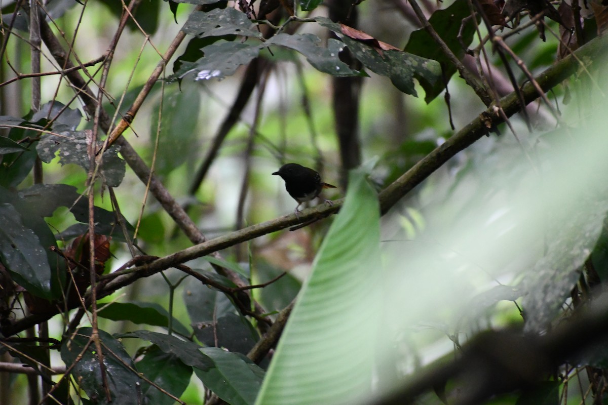Chestnut-tailed Antbird - ML649457225