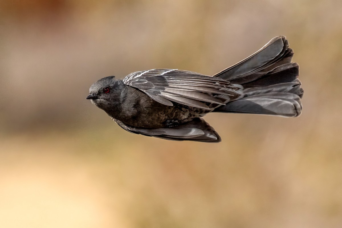 Phainopepla - ML649457227