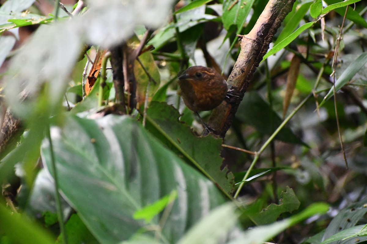 Musician Wren - ML649457233