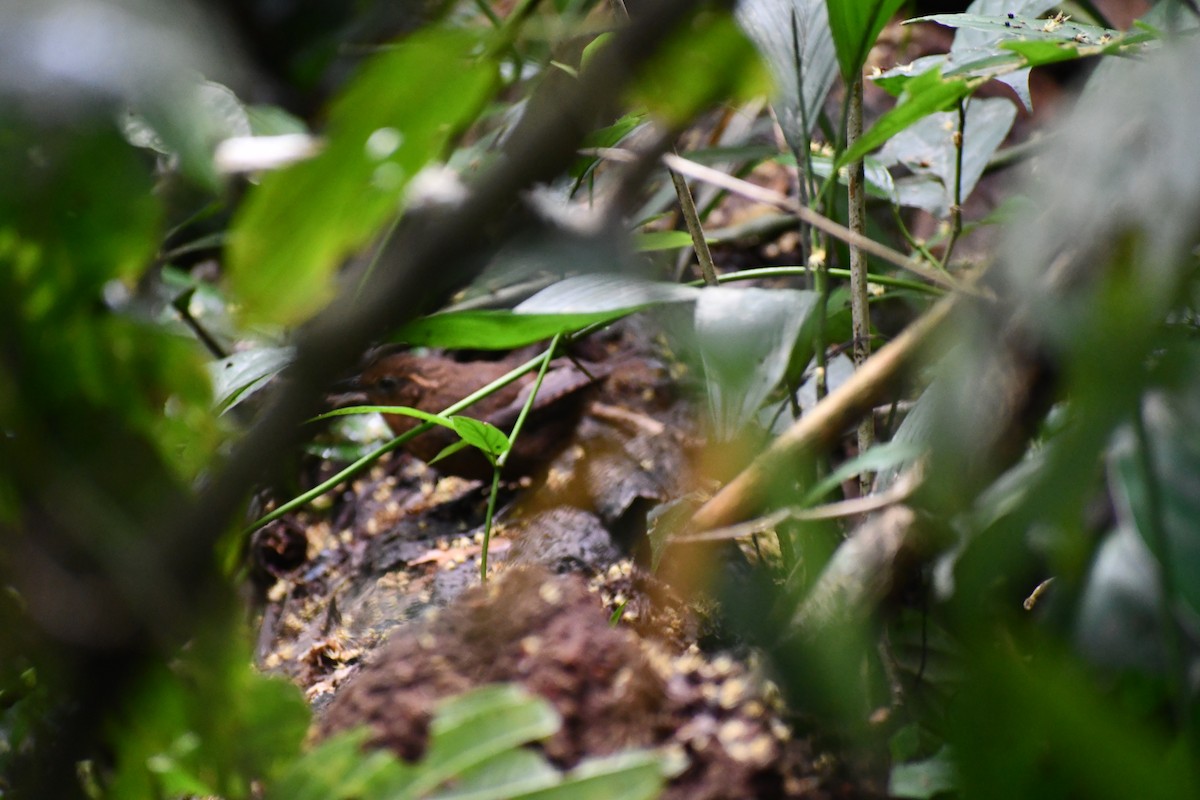 Musician Wren - ML649457234