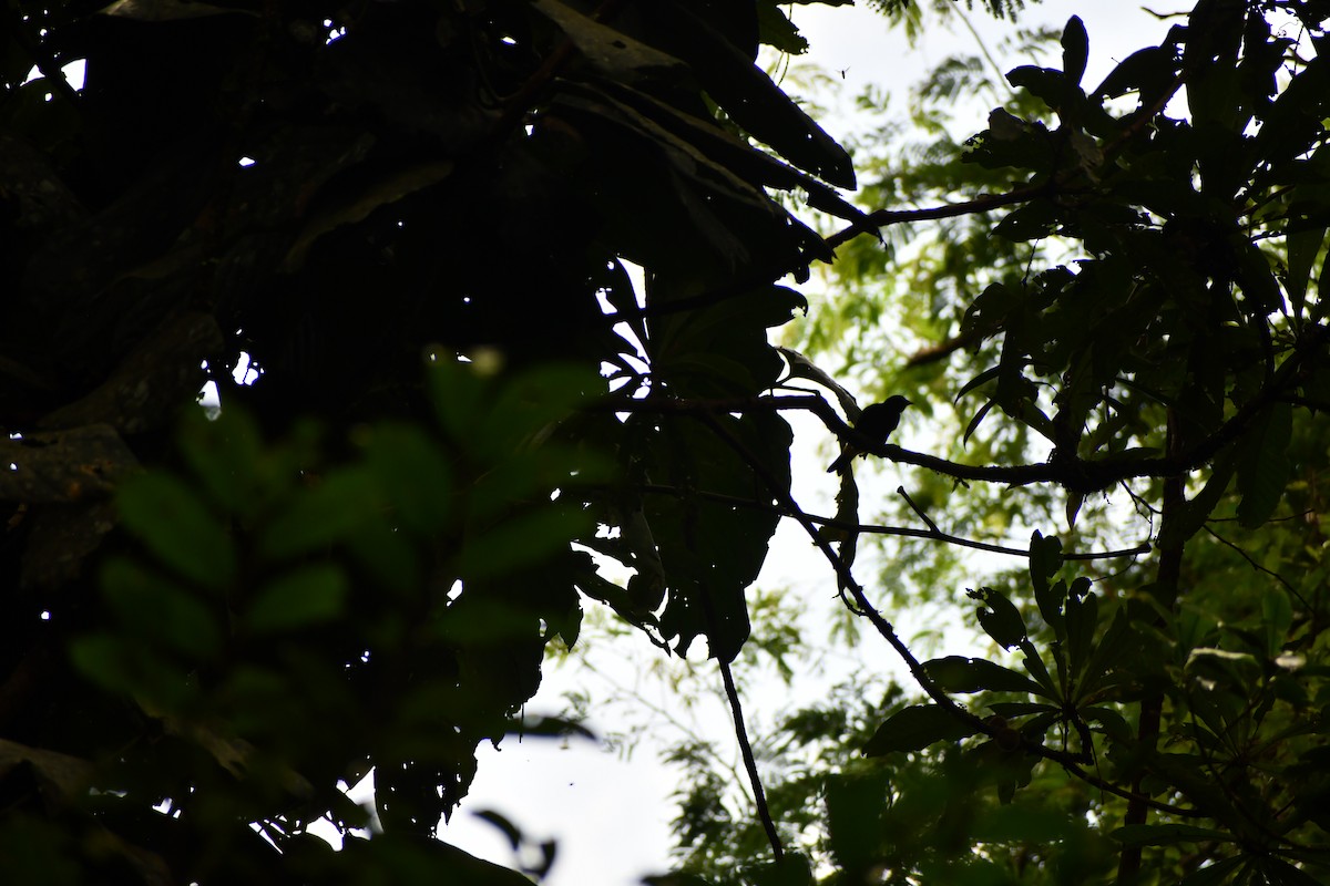 Yellow-rumped Cacique - ML649457237