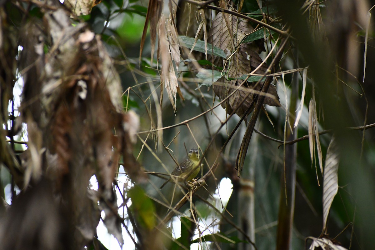 Yellow-breasted Warbling-Antbird - ML649457248