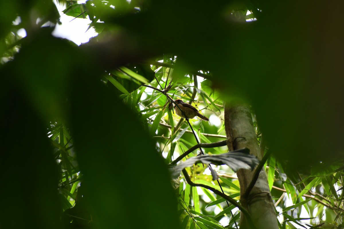 Chestnut-capped Puffbird - ML649457262