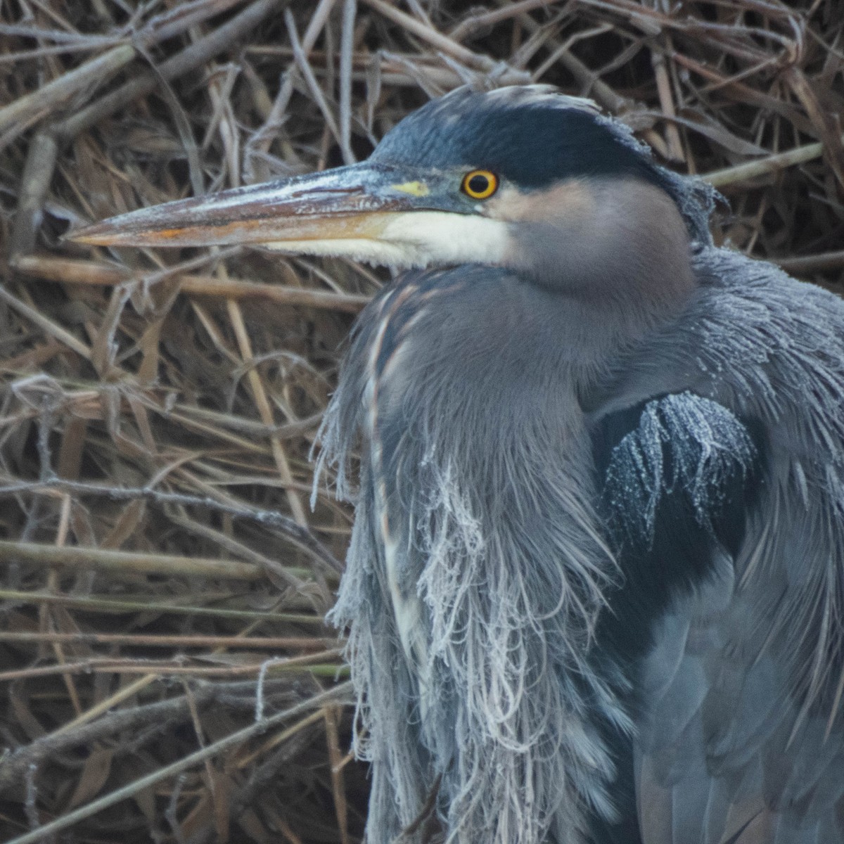Great Blue Heron - ML649457415
