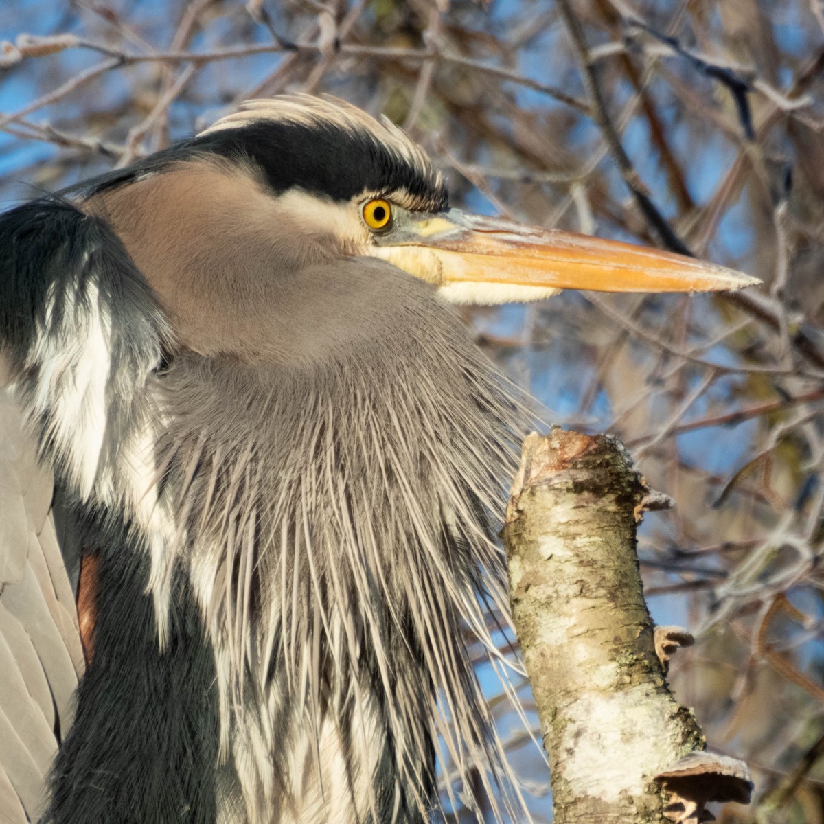 Great Blue Heron - ML649457417