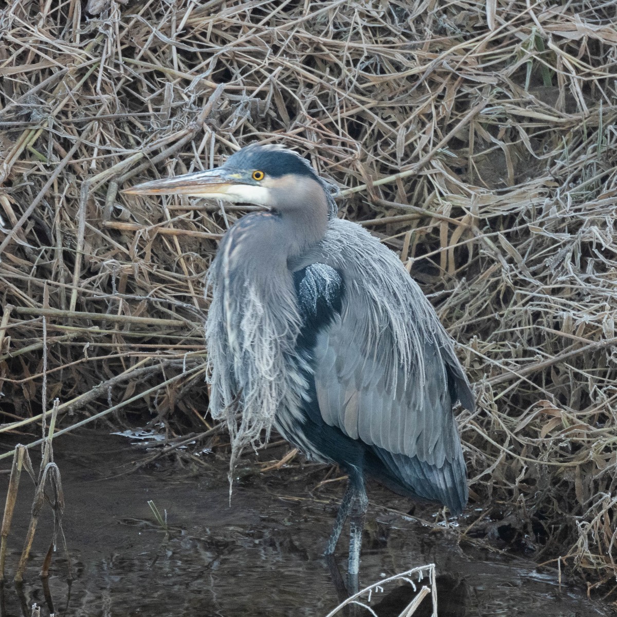 Great Blue Heron - ML649457418