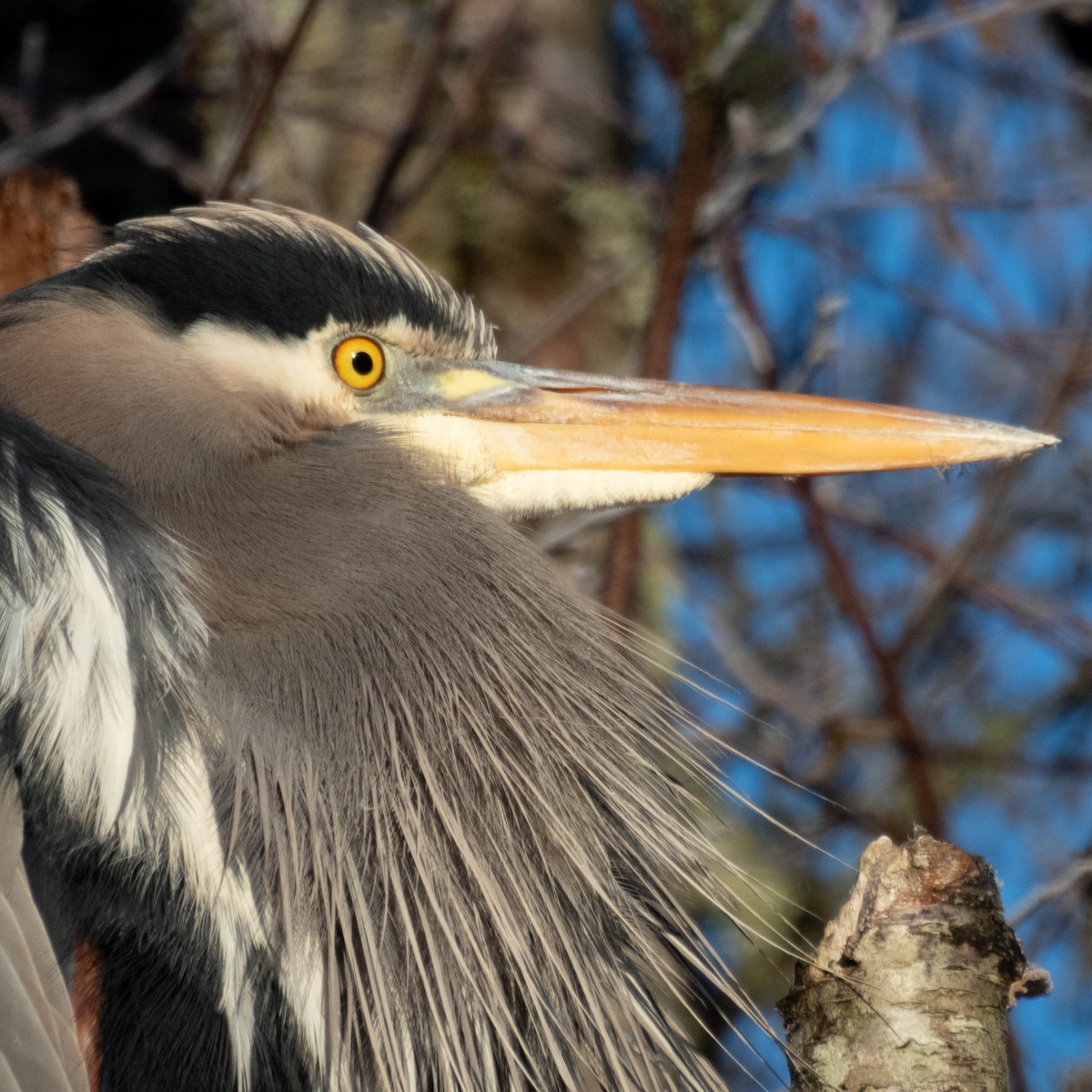Great Blue Heron - ML649457419