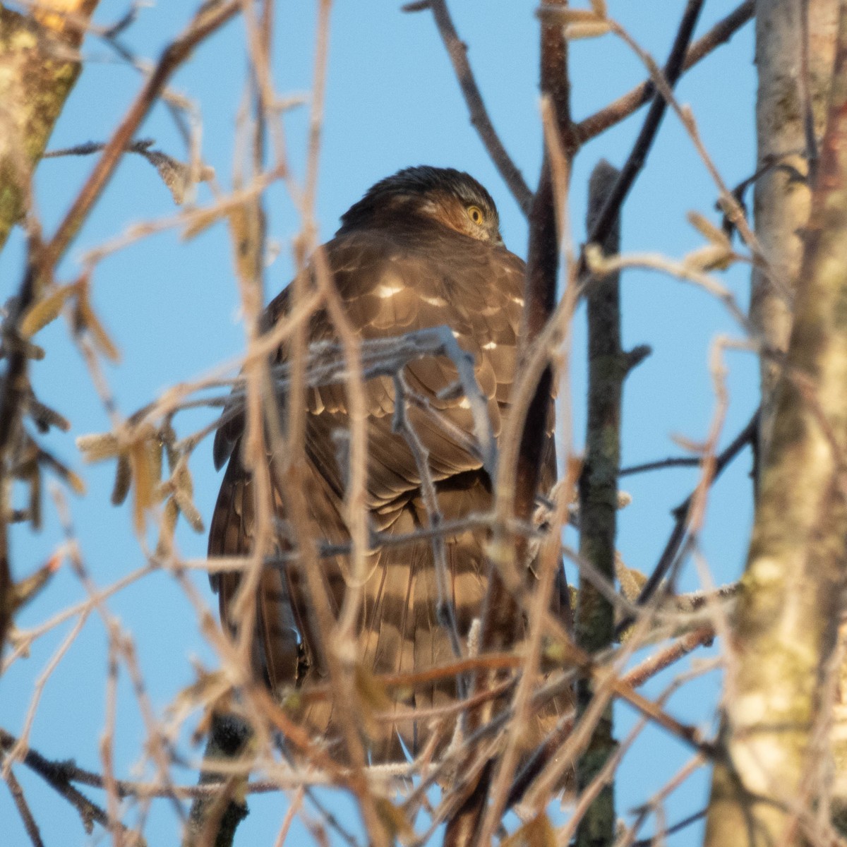 Cooper's Hawk - ML649457432